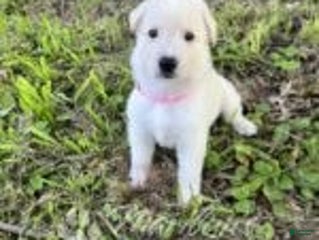 German Shepherd dogs - Ad 29