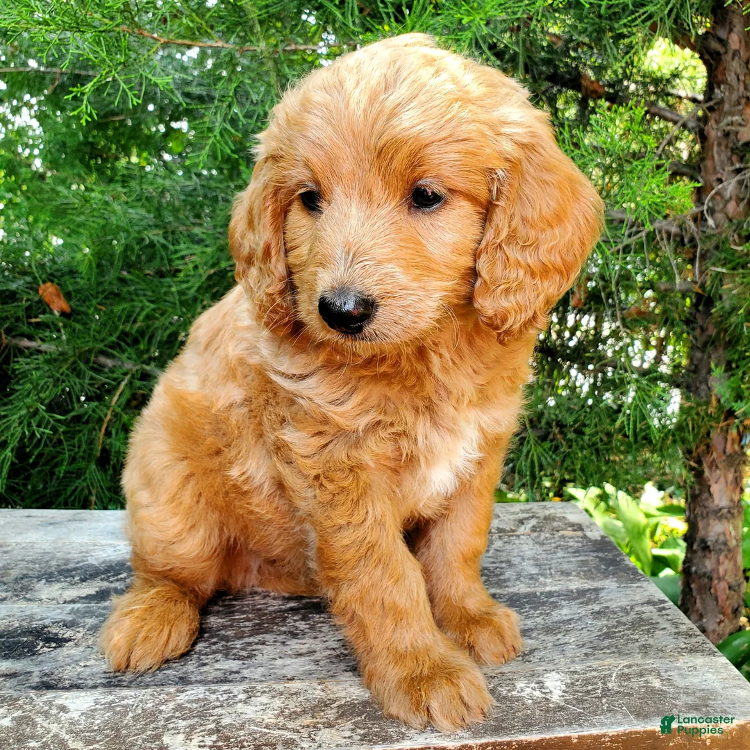 Mini Goldendoodle dogs for sale: Jax - Ad 9