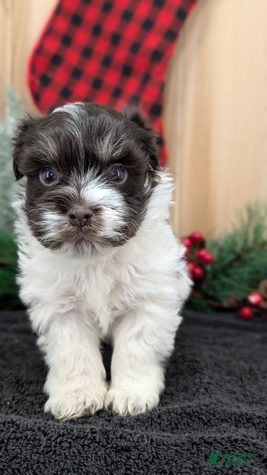 Havanese dogs for sale: Zorro - Ad 12