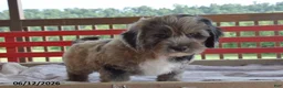 Cockapoo dogs for sale: Philip - Ad 3