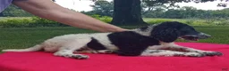 Standard Poodle dogs for sale: Ofella- offering as PET  - Ad 5