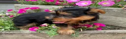 Yorkshire Terrier dogs for sale: Ruby - Ad 4