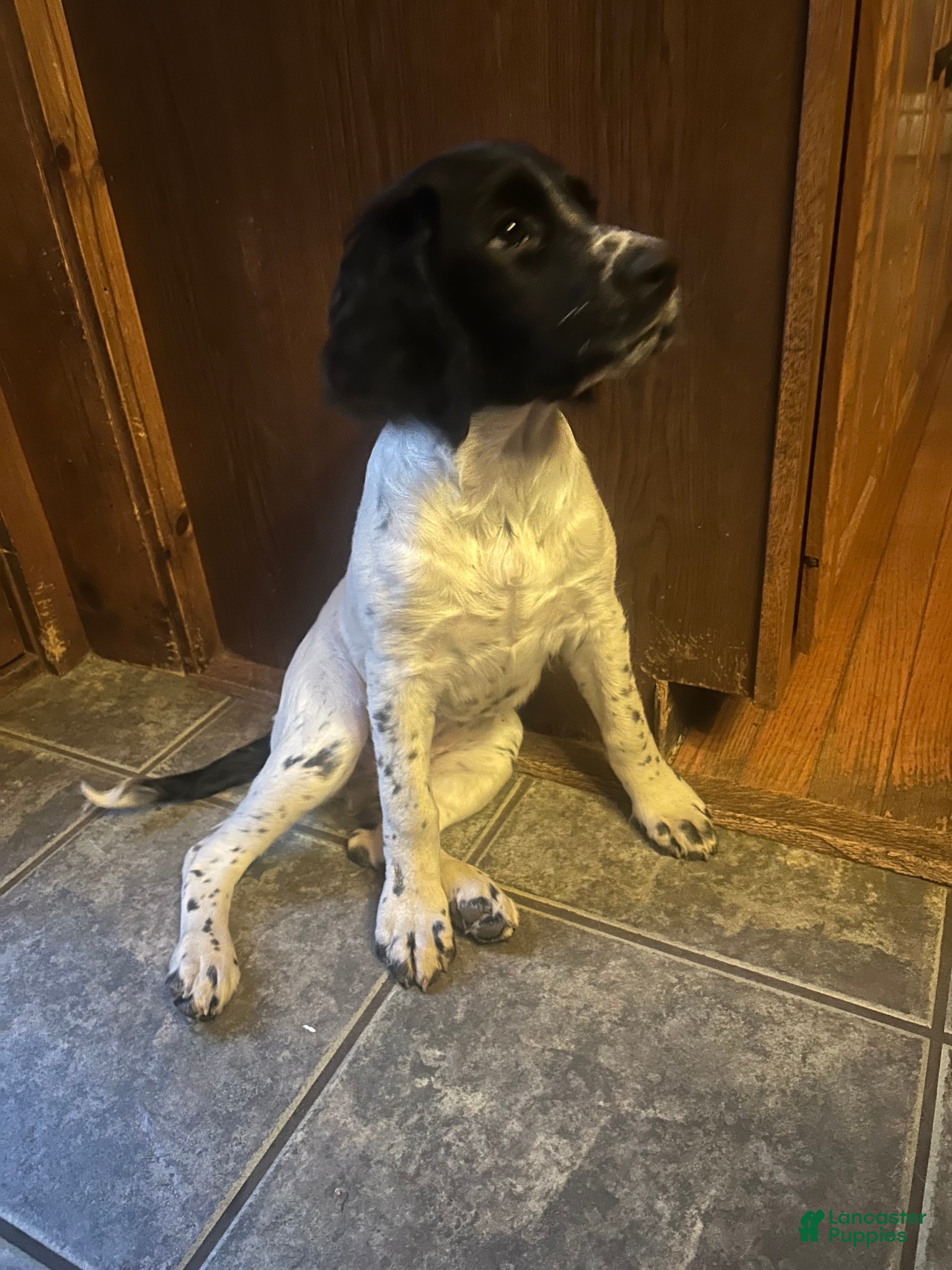 English Springer Spaniel dogs for sale: English Springer Spaniel 2 - Ad 2