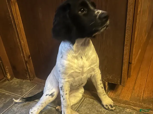 English Springer Spaniel dogs for sale: English Springer Spaniel 2 - Ad 2