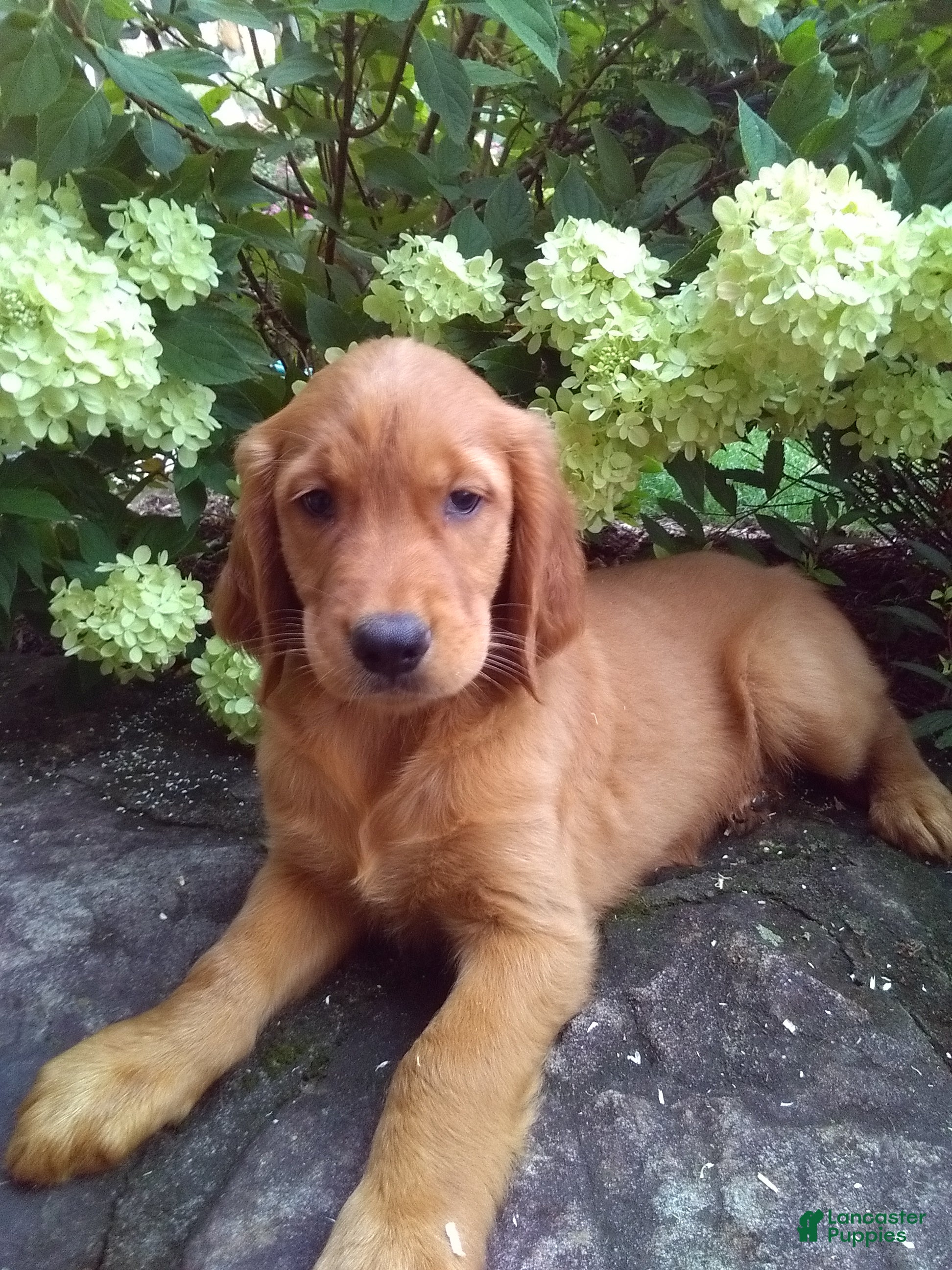 Mixed Breed dogs for sale: Victor - Ad 4
