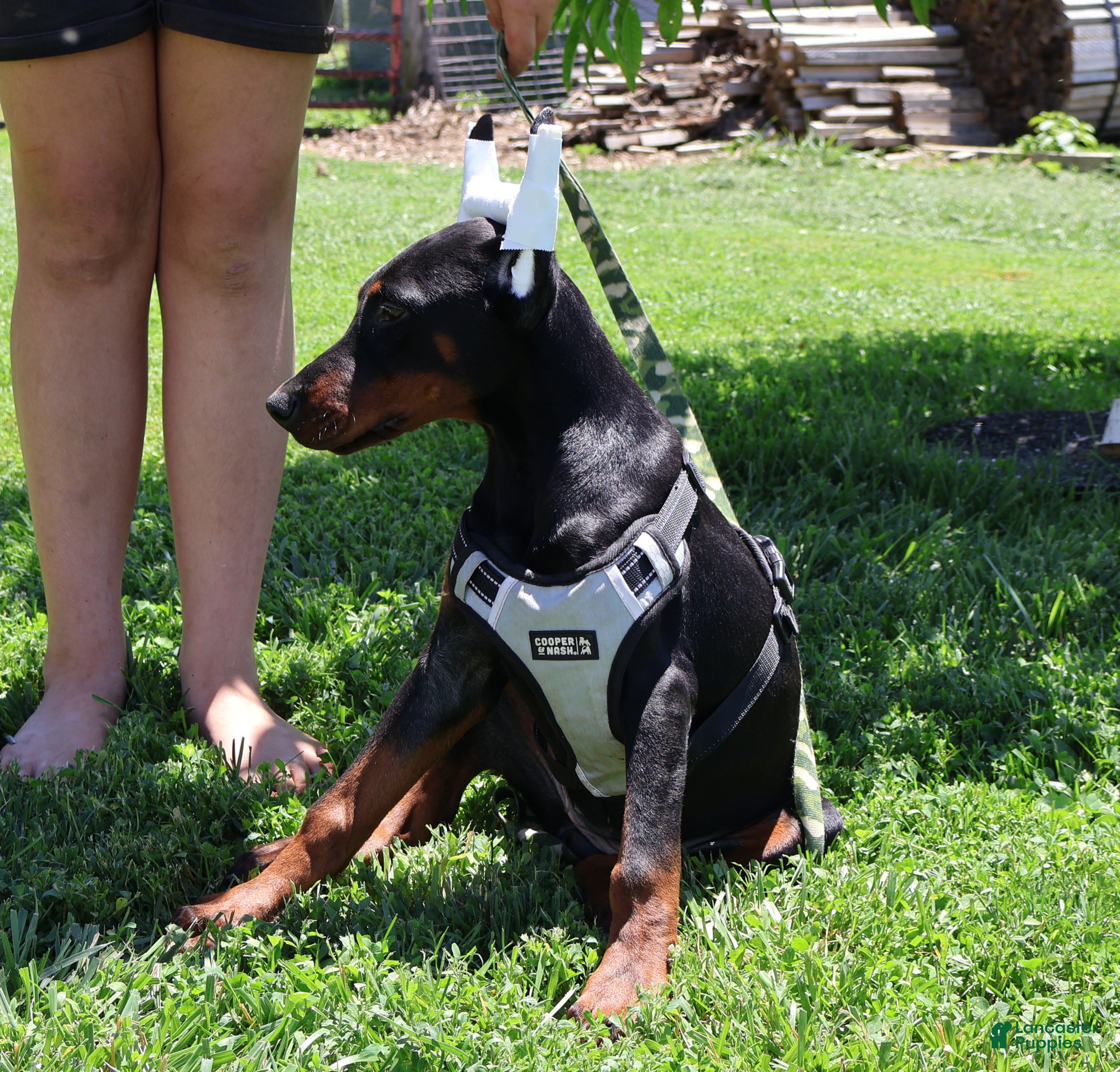Doberman Pinscher dogs White - Ad 2