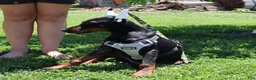 Doberman Pinscher dogs for sale: White - Ad 2