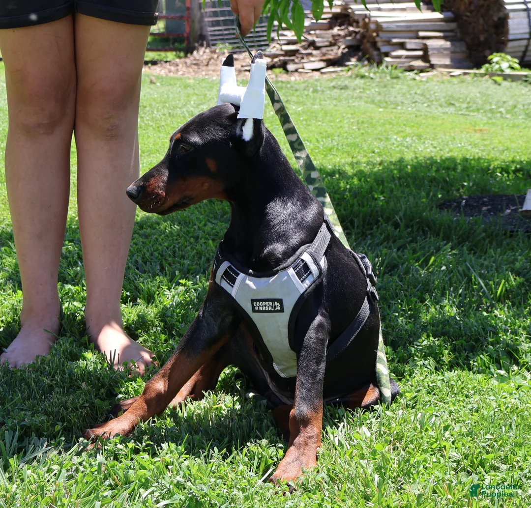 Doberman Pinscher dogs for sale: White - Ad 2