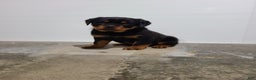 Rottweiler dogs for sale: Warrior  - Ad 1
