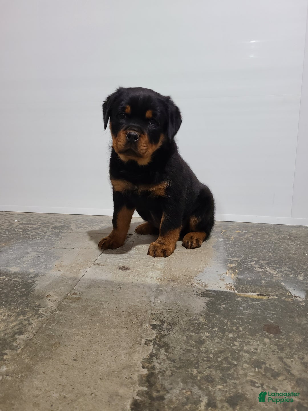 Rottweiler dogs for sale: Warrior  - Ad 1