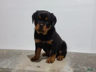 Rottweiler dogs Warrior - Ad 6