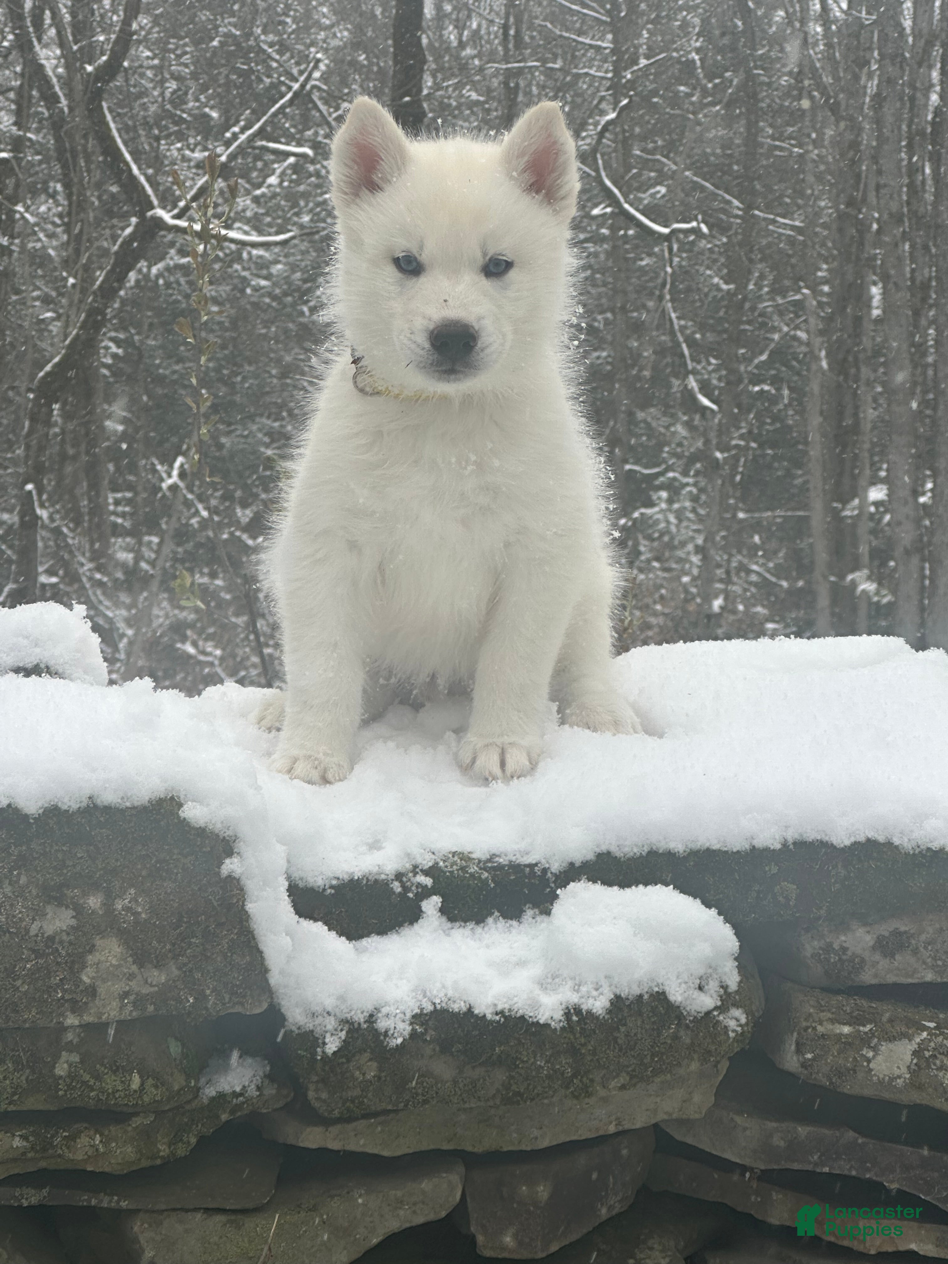 Siberian Husky dogs Yoshi - Ad 24