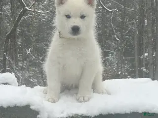 Siberian Husky dogs Yoshi - Ad 24