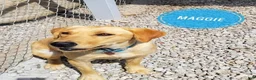 Labrador Retriever dogs for sale: Trixie - Ad 6