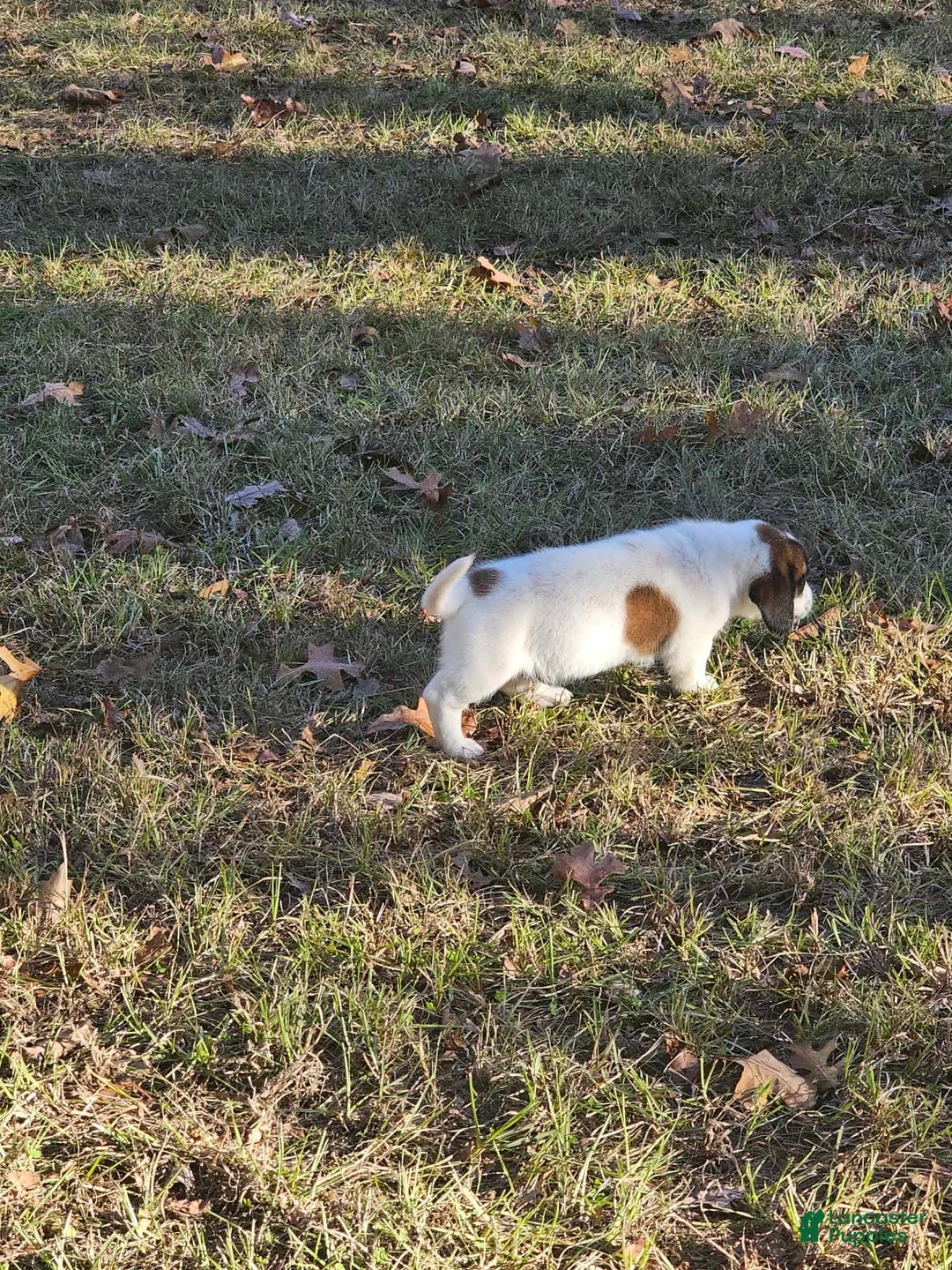 Mixed Breed dogs for sale: Mixed Breed Puppy 1 - Ad 7