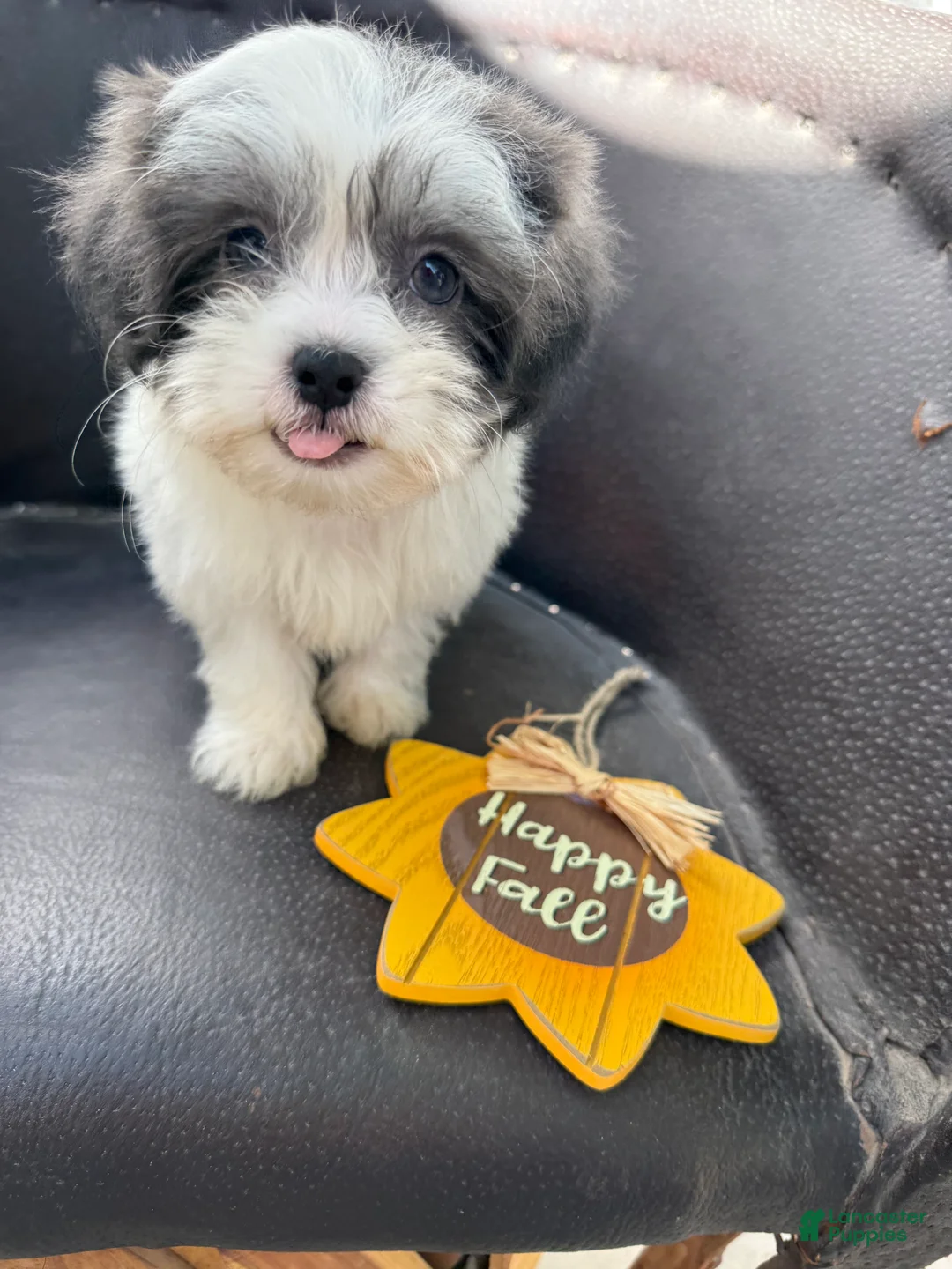 Shihpoo dogs for sale: Winston — The Adventurous Little Explorer - Ad 1