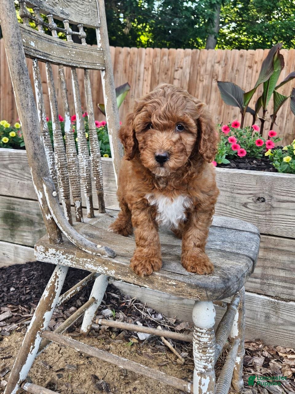 Mini Goldendoodle dogs Cuddles  - Ad 2