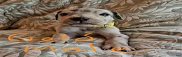 Great Dane dogs for sale: Light Pink Collar Female  - Ad 10