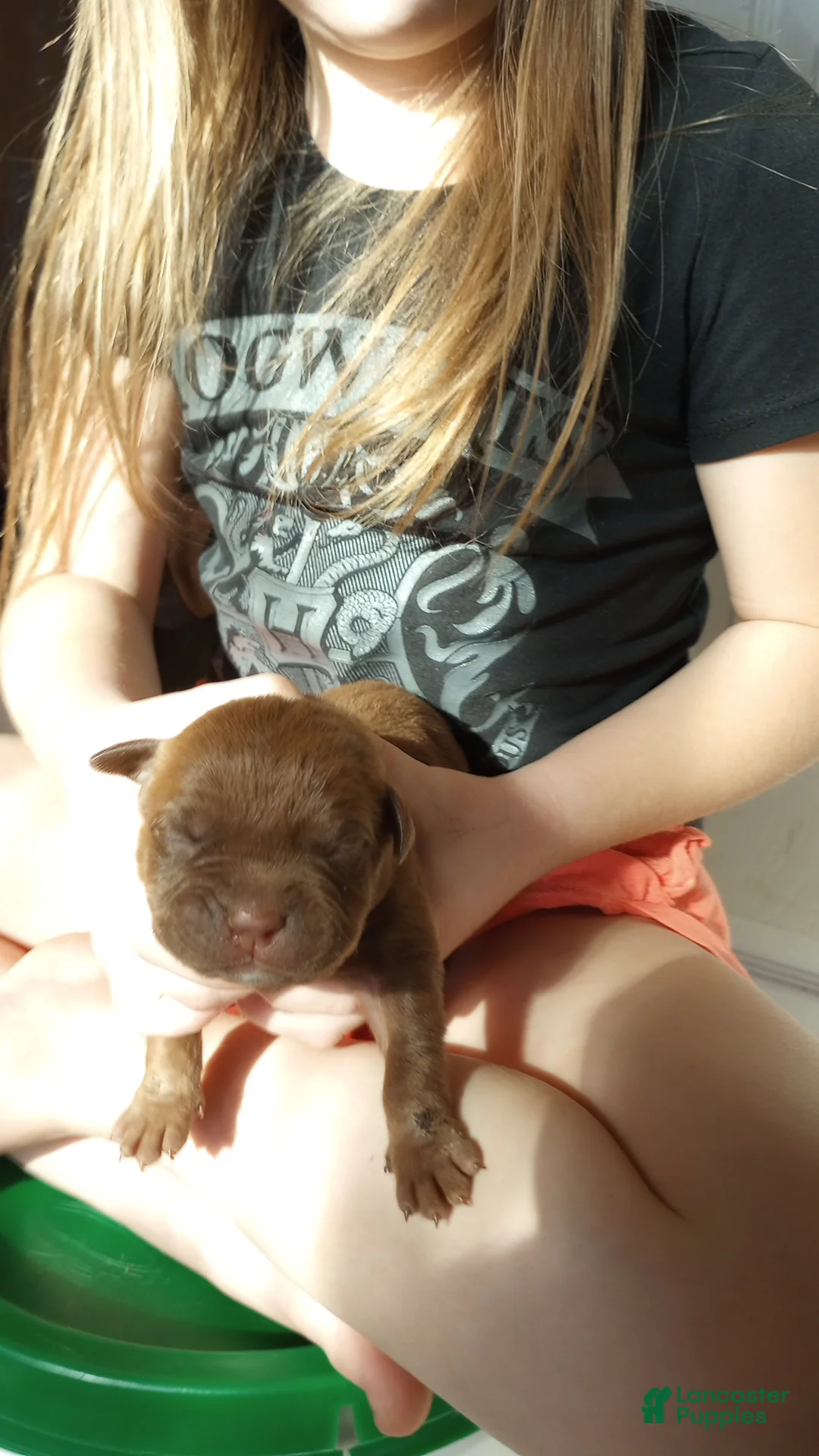 American Bully dogs for sale: Emma Bruntil - Ad 1