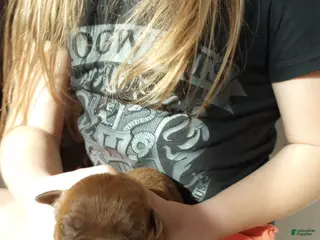 American Bully dogs for sale: Emma Bruntil - Ad 1