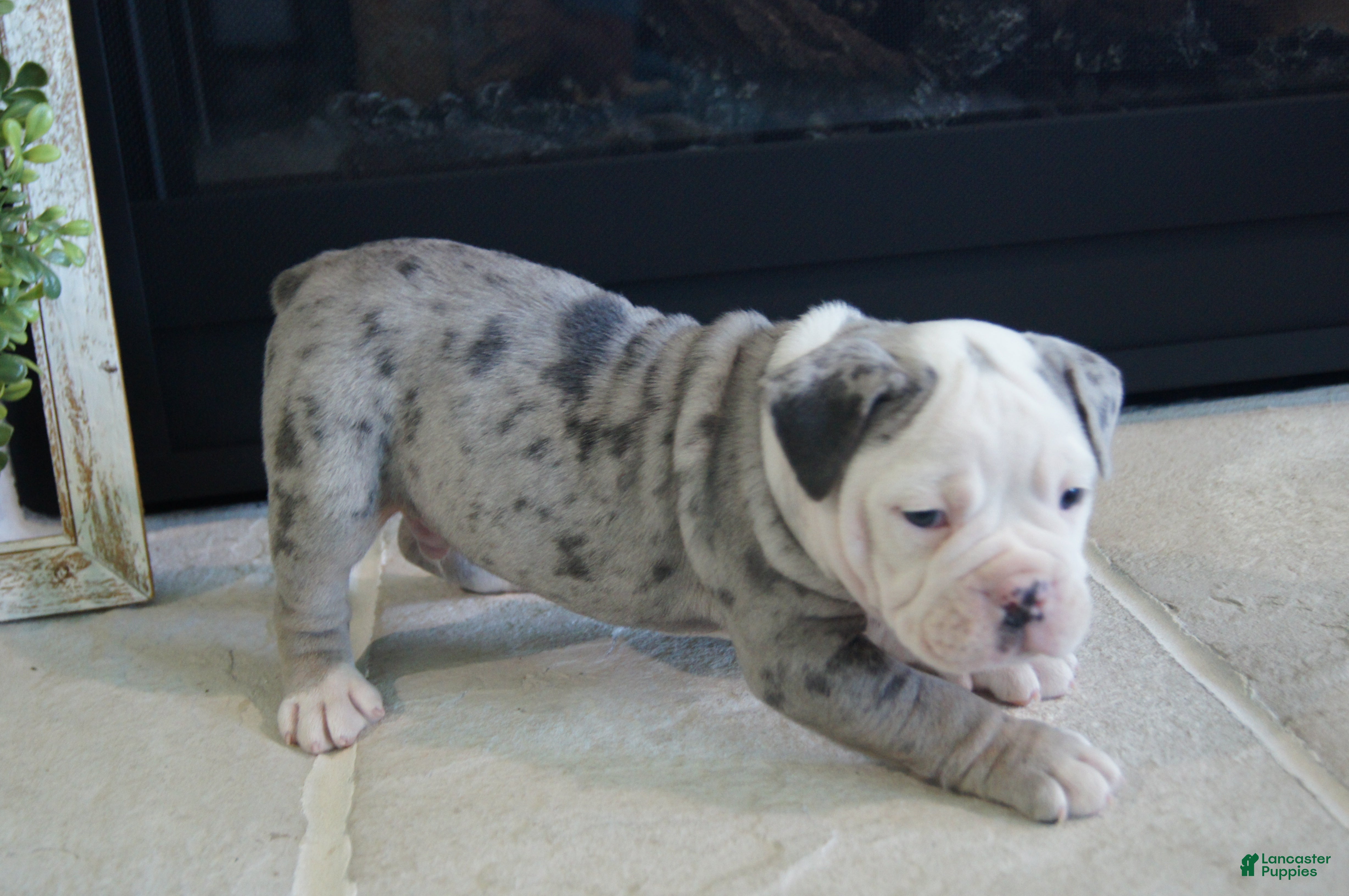 Olde English Bulldogge dogs Pepsi - Ad 1