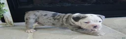 Olde English Bulldogge dogs for sale: Pepsi - Ad 5