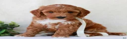 Mini Goldendoodle dogs for sale: Kasey  - Ad 2