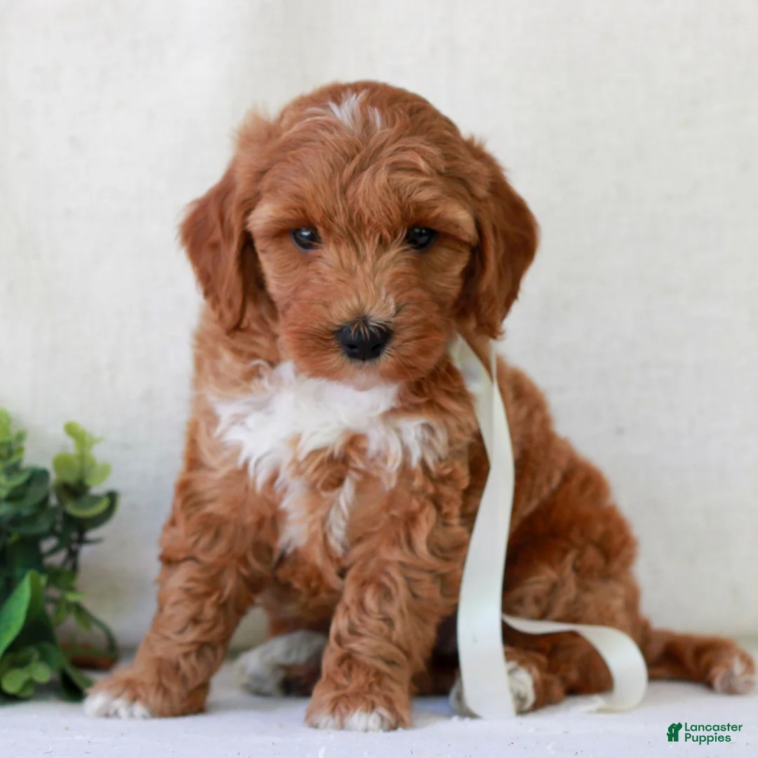 Mini Goldendoodle dogs for sale: Kasey  - Ad 2
