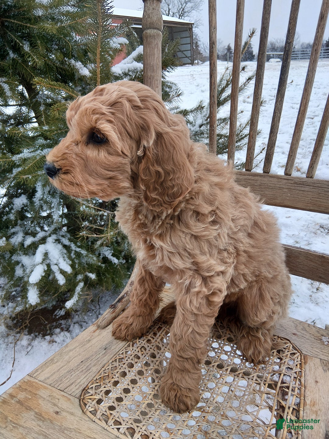 Irish Doodle dogs for sale: F1B Gunner - Ad 2