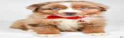 Miniature Australian Shepherd dogs for sale: Jaxon - Ad 3