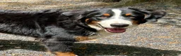 Bernese Mountain Dog dogs for sale: Finlay  - Ad 2