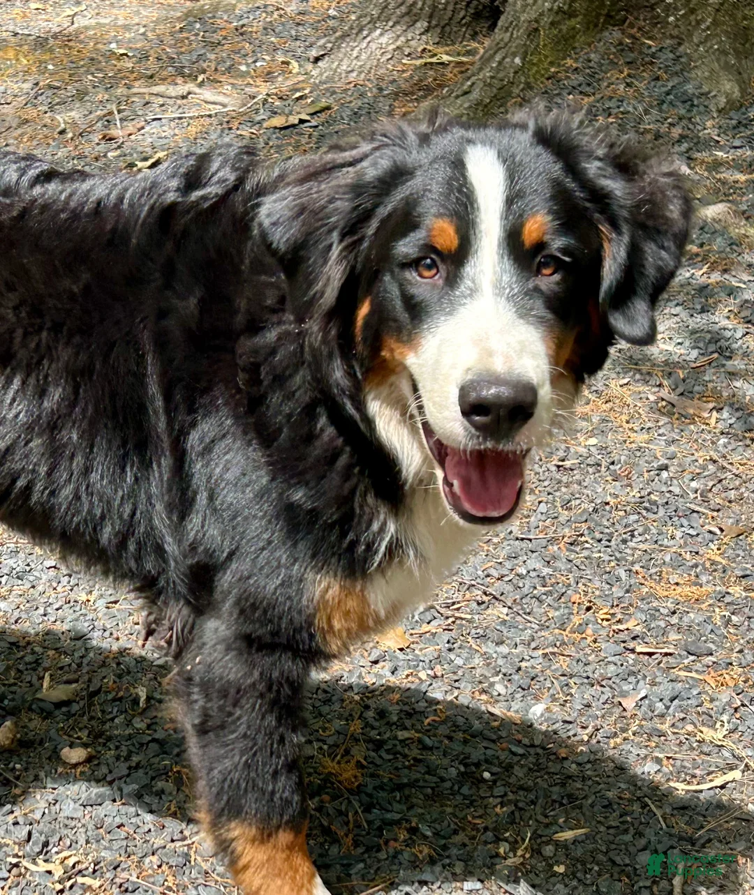 Bernese Mountain Dog dogs for sale: Finlay  - Ad 2