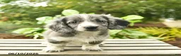 Miniature Dachshund dogs for sale: Jupiter  - Ad 4