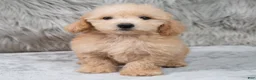 Mini Goldendoodle dogs for sale: Max ID: 3856 - Ad 9