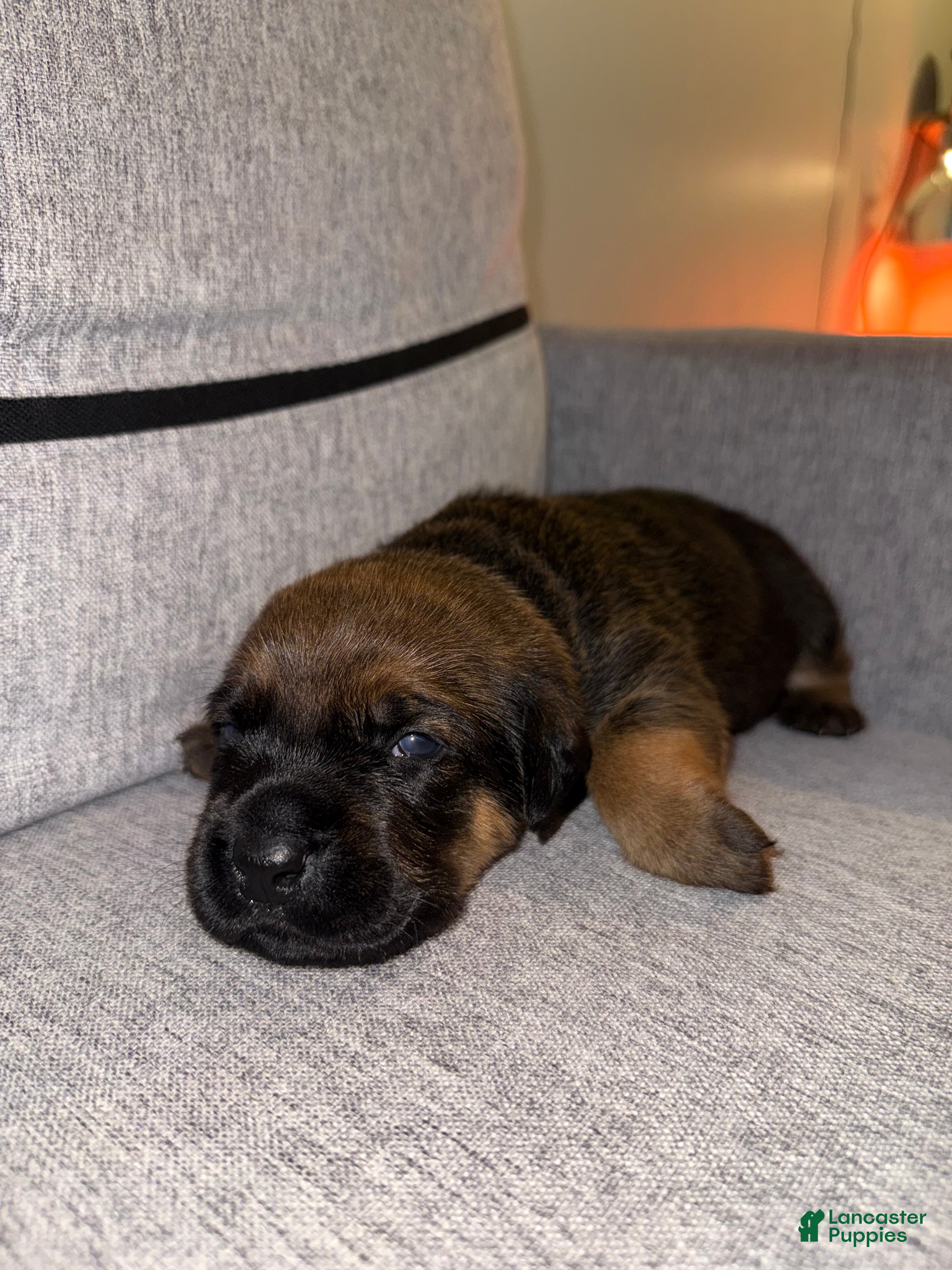 Mixed Breed dogs Mixed Breed 5 - Ad 2