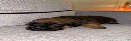 Mixed Breed dogs for sale: Mixed Breed 5 - Ad 2