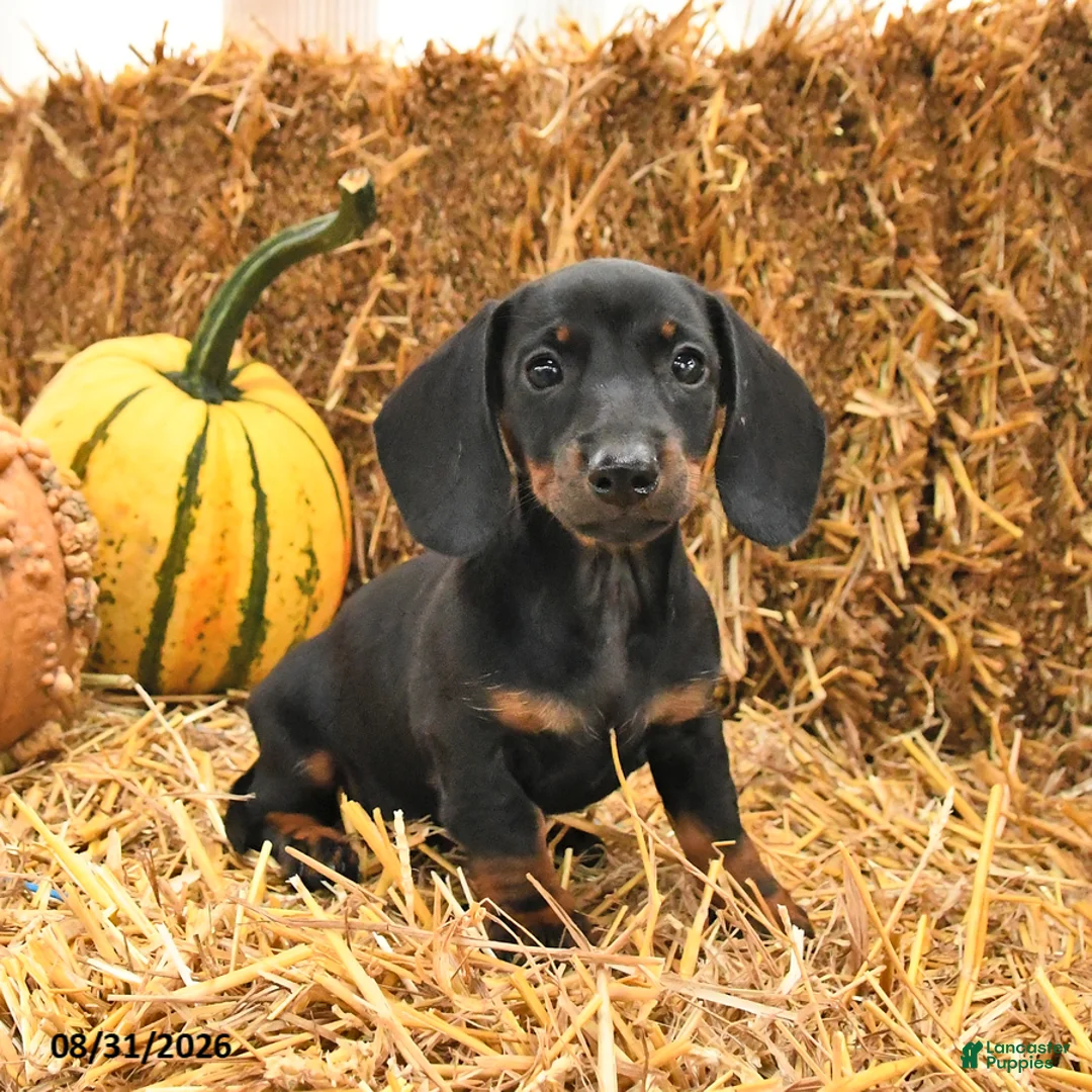 Miniature Dachshund dogs for sale: Gracie - Ad 2