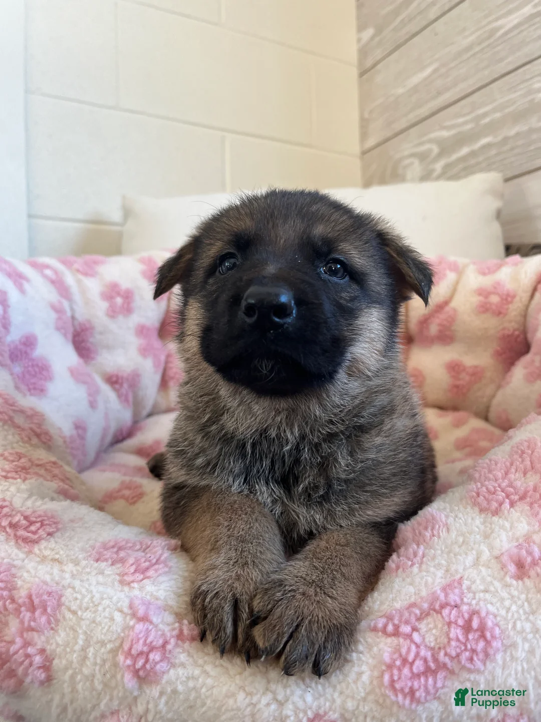 German Shepherd dogs for sale: Vienna - Ad 4
