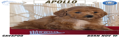 Apollo