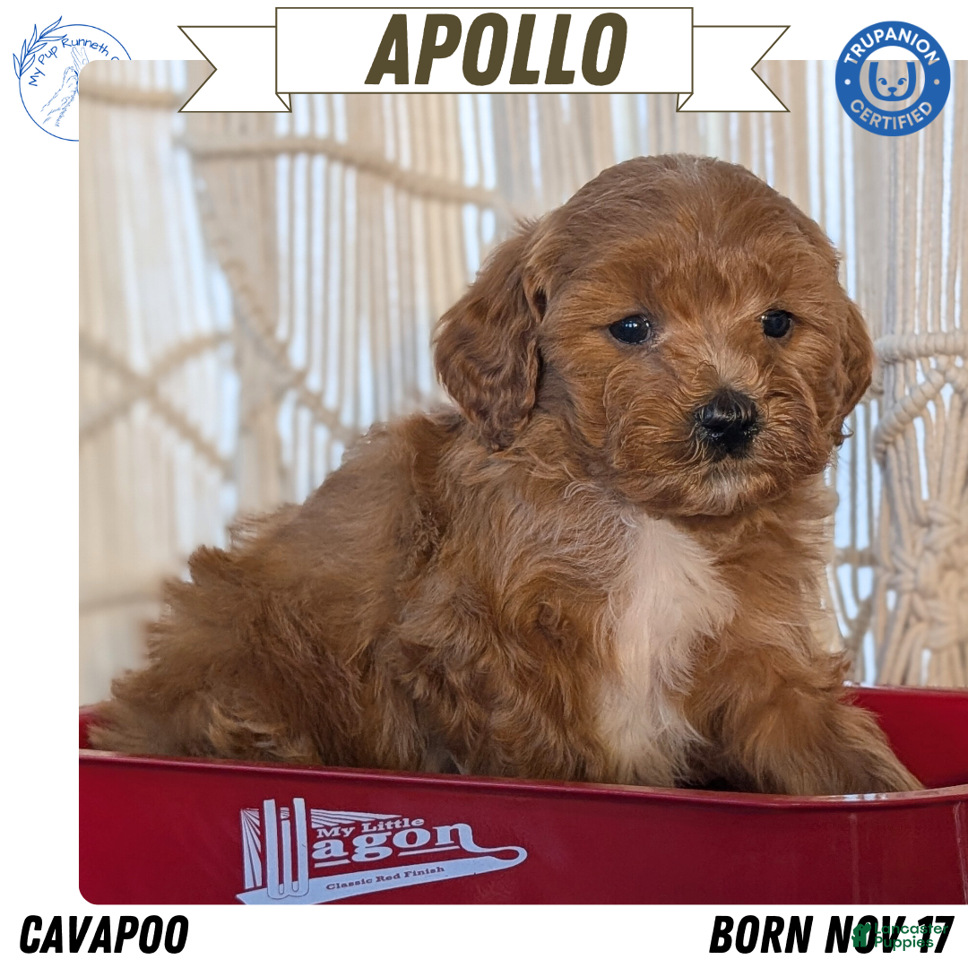 Cavapoo dogs for sale: Apollo - Ad 1