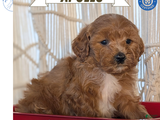 Cavapoo dogs Apollo - Ad 3