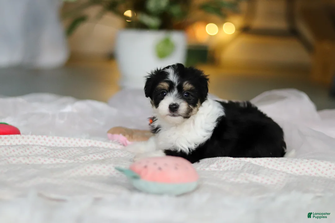 Mixed Breed dogs for sale: Barbie - Ad 6