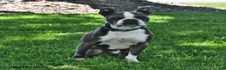 Boston Terrier dogs for sale: Beau - Ad 7
