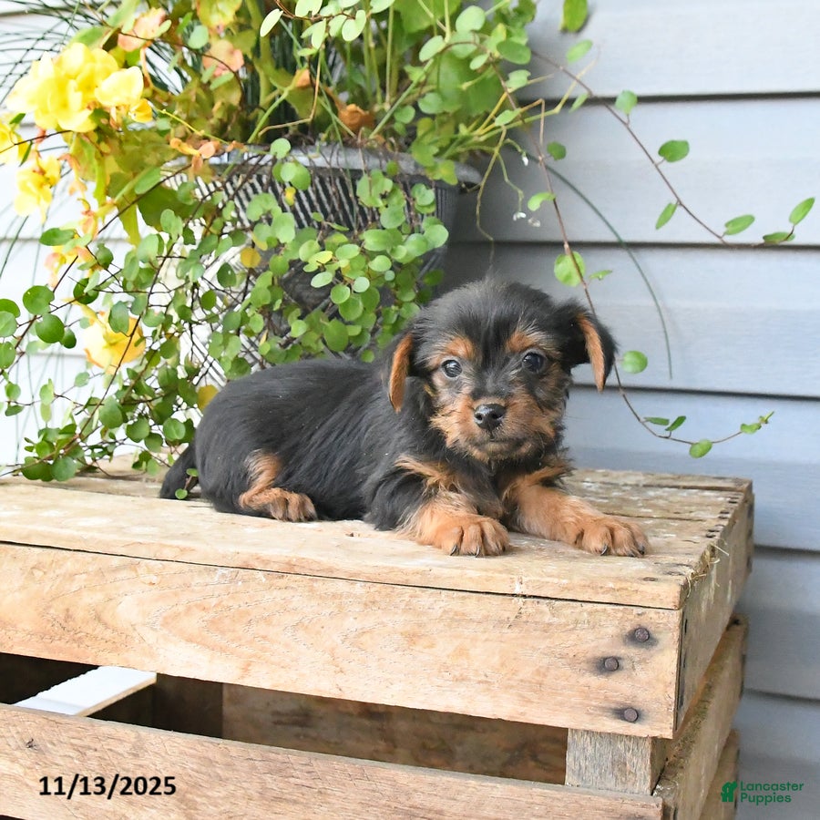 Yorkshire Terrier dogs Harvey - Ad 18