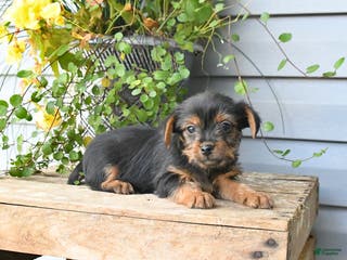 Yorkshire Terrier dogs Harvey - Ad 33