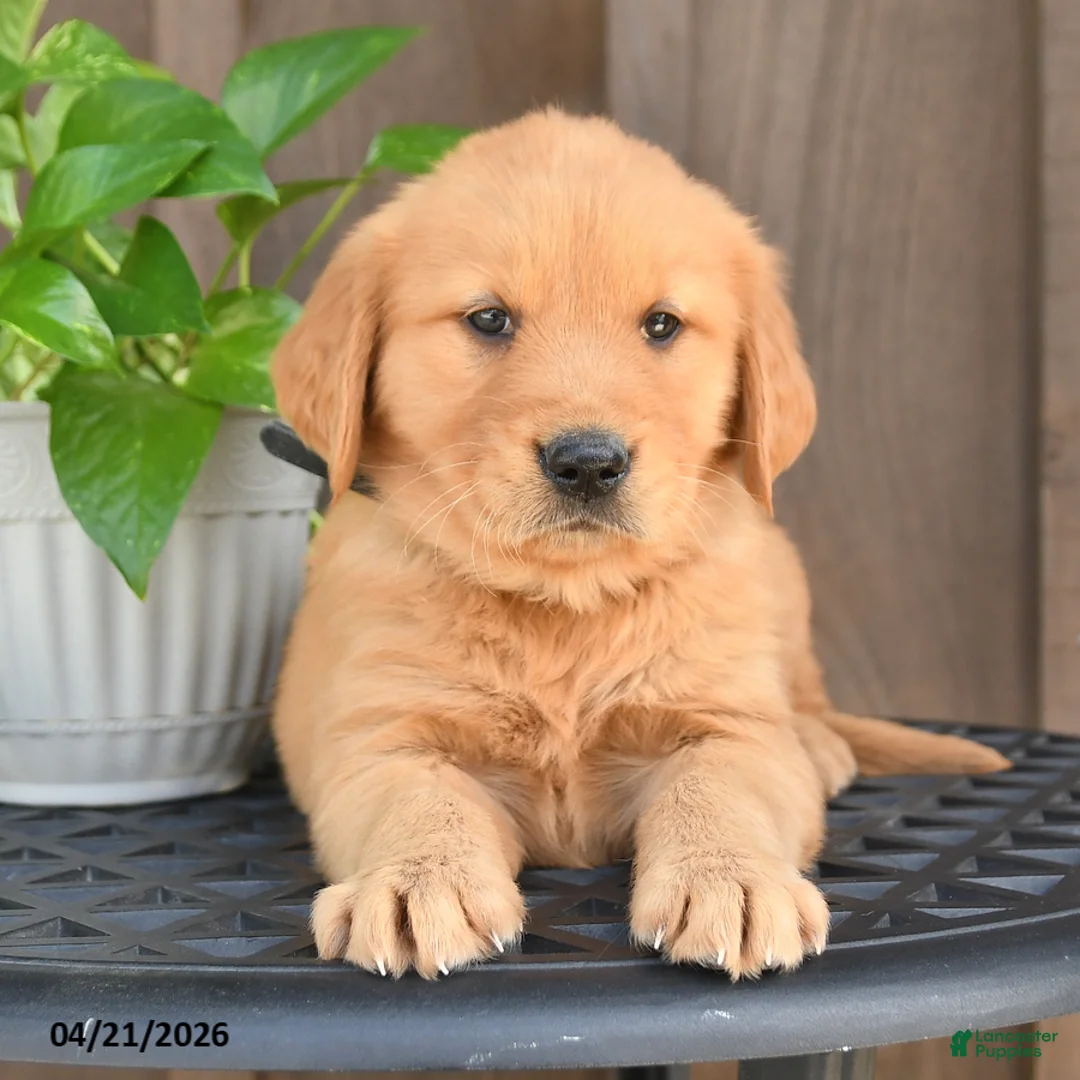 Golden Retriever dogs for sale: Ringo - Ad 2