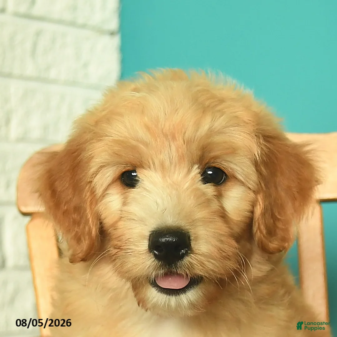 Mini Goldendoodle dogs for sale: Natcho  - Ad 5