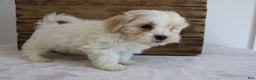 Maltipoo dogs for sale: Kooper - Ad 6