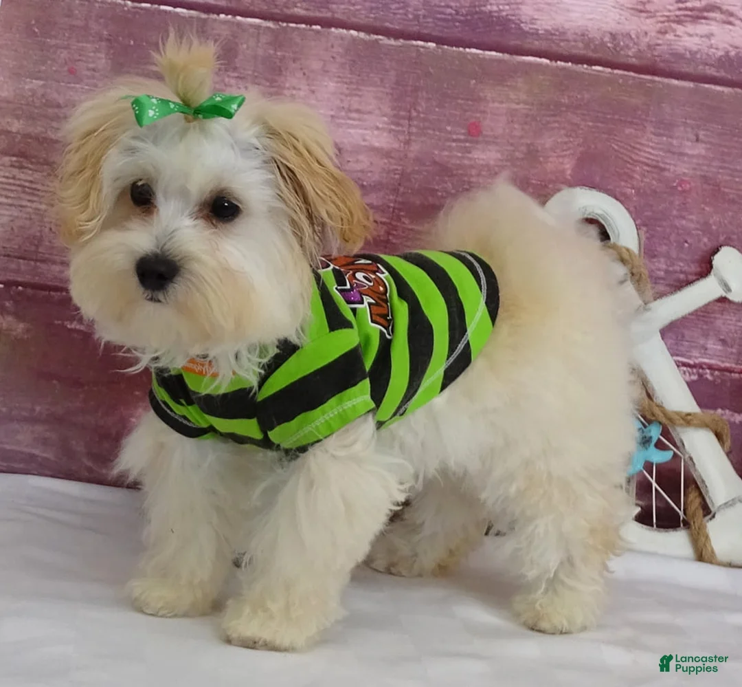 Maltipoo dogs for sale: Jesse - Ad 11