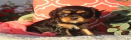 Cavalier King Charles Spaniel dogs for sale: Luna - Ad 8